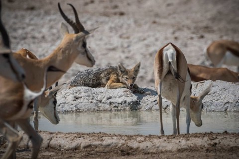 Black-backed jackal