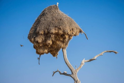Community nest of settling weavers