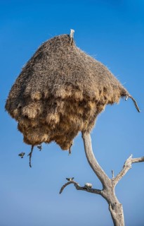 Community nest of settling weavers