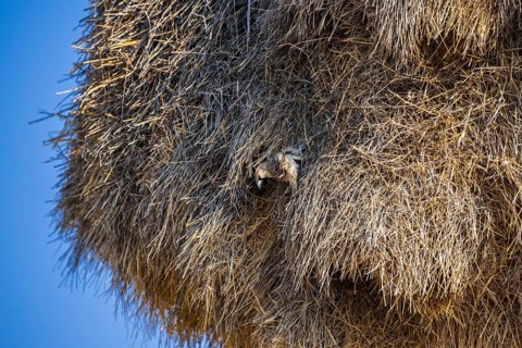 Sociable weaver