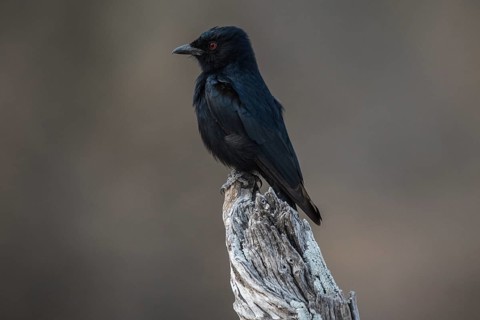 Mourning dongo or fork-tailed drongo