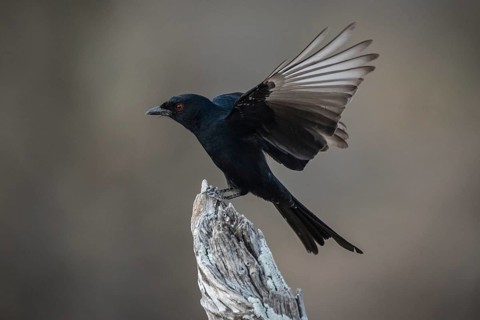 Mourning dongo or fork-tailed drongo