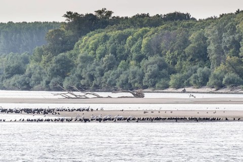Dalmatian Pelican