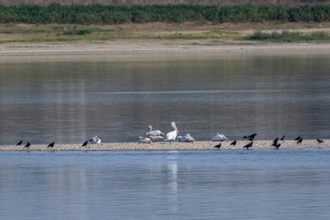 Dalmatian pelicans