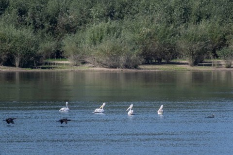 Dalmatian Pelicans