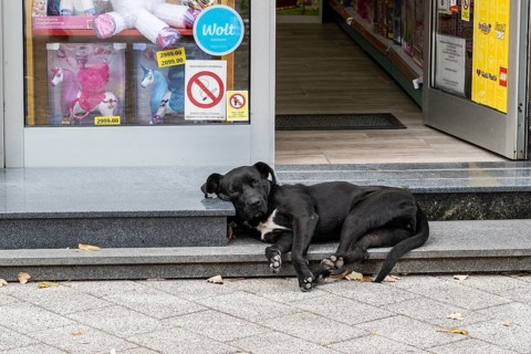 Dog in front of a shop