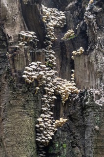 Sulphur tuft