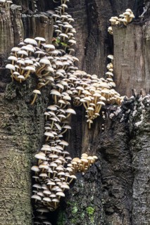 Sulphur tuft