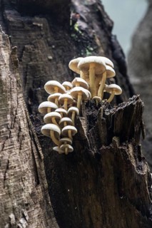 Sulphur tuft
