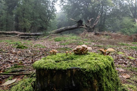 Sulphur tuft