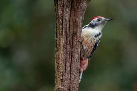 Middle Spotted Woodpecker