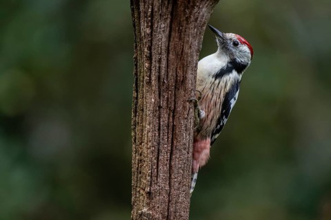 Middle Spotted Woodpecker