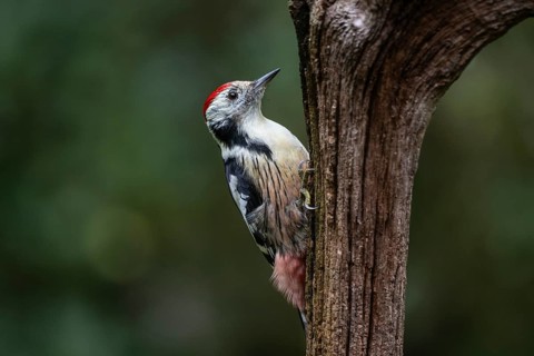 Middle Spotted Woodpecker