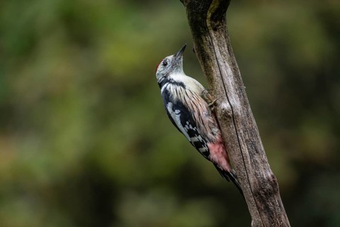 Middle Spotted Woodpecker