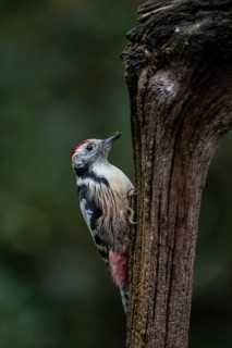 Middle Spotted Woodpecker