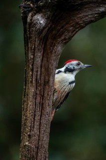 Middle Spotted Woodpecker