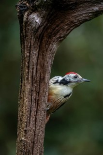 Middle Spotted Woodpecker