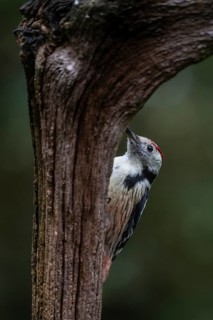 Middle Spotted Woodpecker