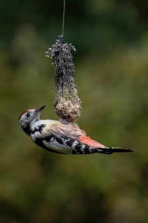 Middle Spotted Woodpecker