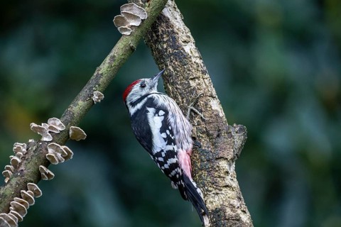 Middle Spotted Woodpecker