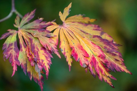 Fullmoon maple