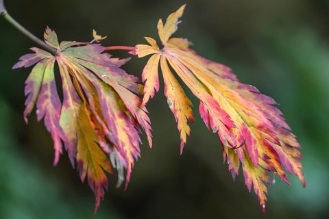Fullmoon maple