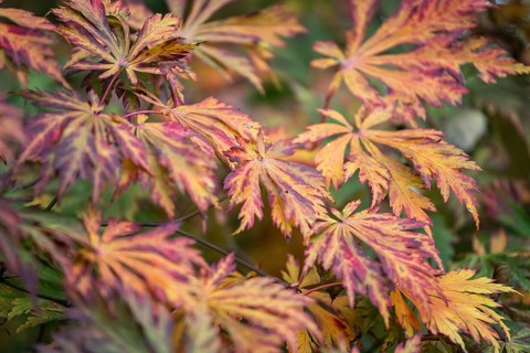 Fullmoon maple