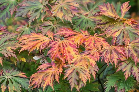 Fullmoon maple