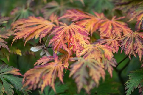 Fullmoon maple