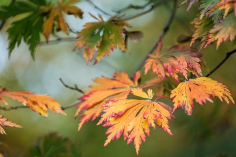 Fullmoon maple