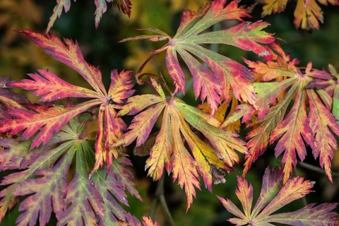 Fullmoon maple