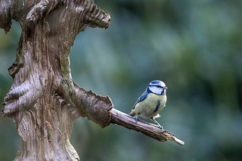 Blue Tit