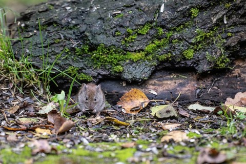 Bank vole