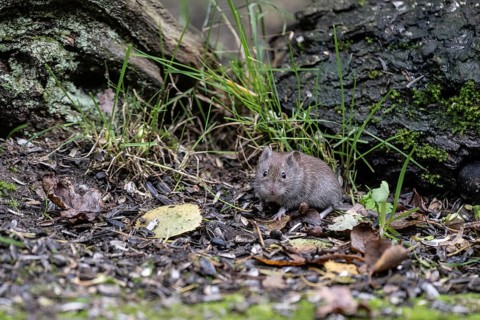 Bank vole