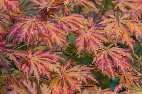 Fullmoon maple