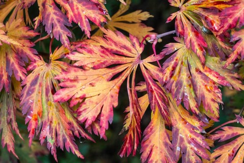 Fullmoon maple