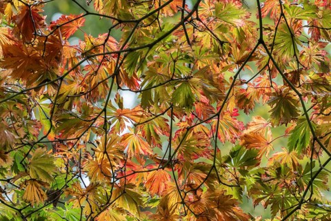 Fullmoon maple