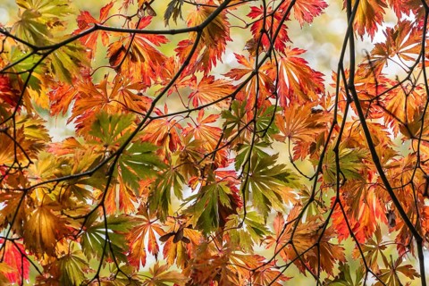Fullmoon maple