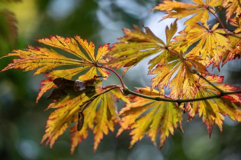 Fullmoon maple