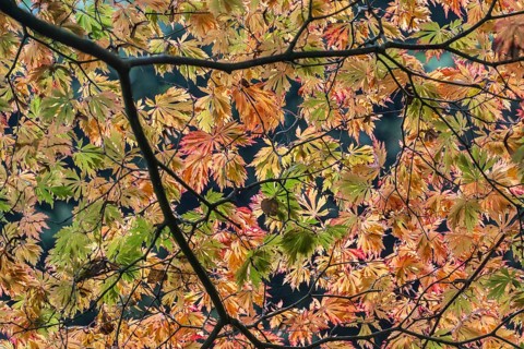 Fullmoon maple