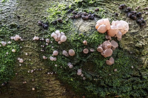 Beech jellydisc