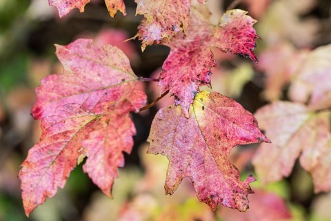 Guelder rose