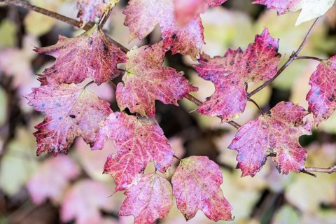 Guelder rose