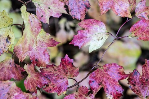 Guelder rose