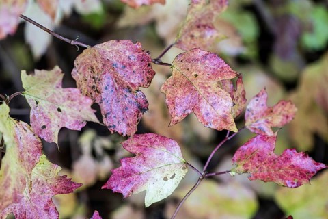 Guelder rose