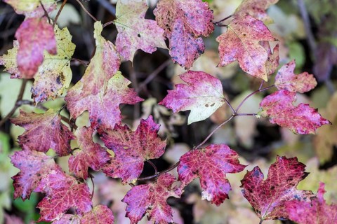 Guelder rose