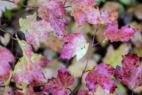 Guelder rose