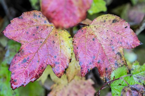 Guelder rose
