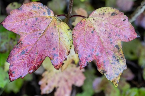 Guelder rose