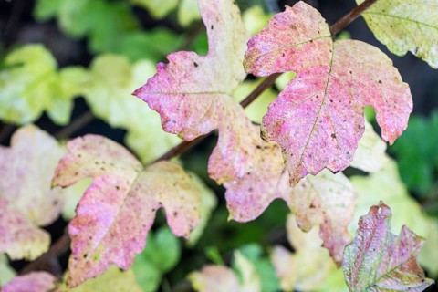 Guelder rose